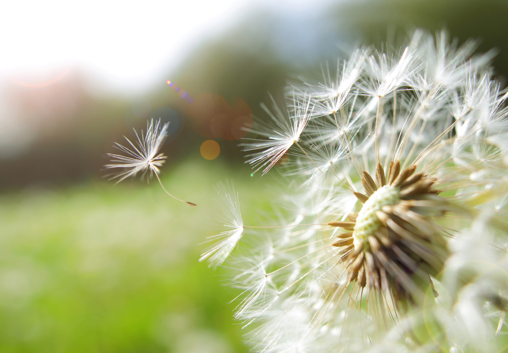 Seed coming away from dandelion